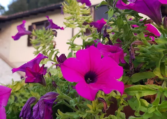 Il Nasciolo Prázdninový dům Arrone